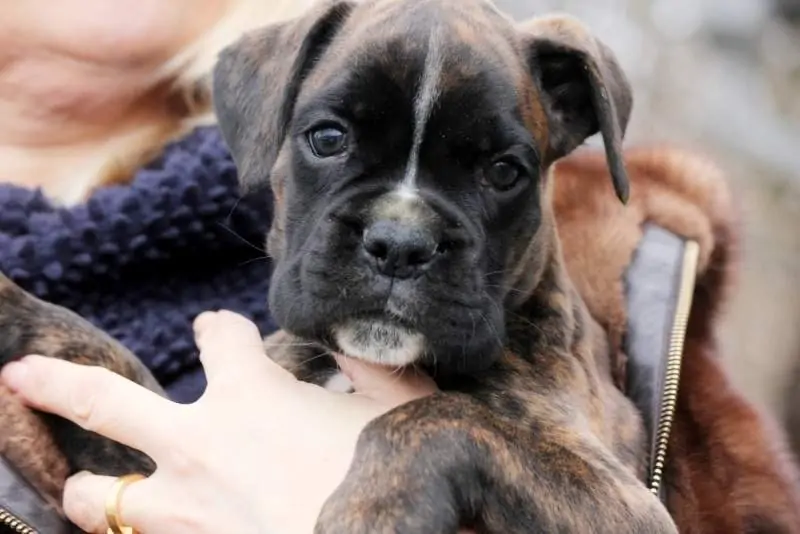 Boxer puppies for sale in Jackson TN Boxer puppy for sale near me