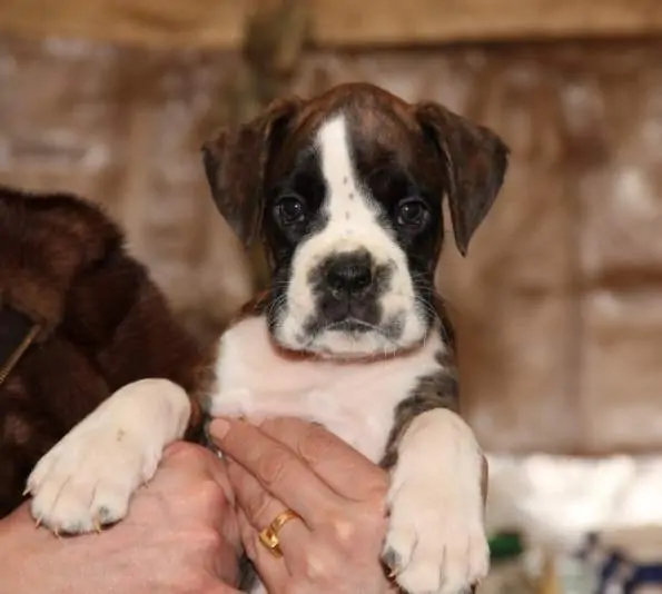 Boxer puppies sale Rapid City SD Nordom Kennel