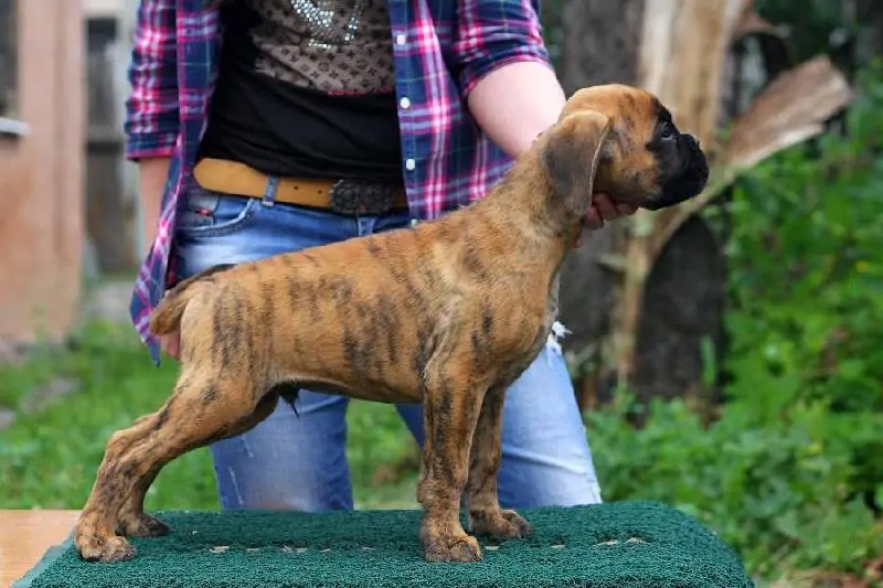 Boxer puppies sale Roanoke VA Nordom Kennel