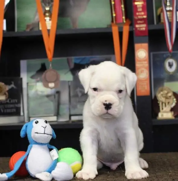 Boxer puppies for sale in Waco TX Nordom Kennel